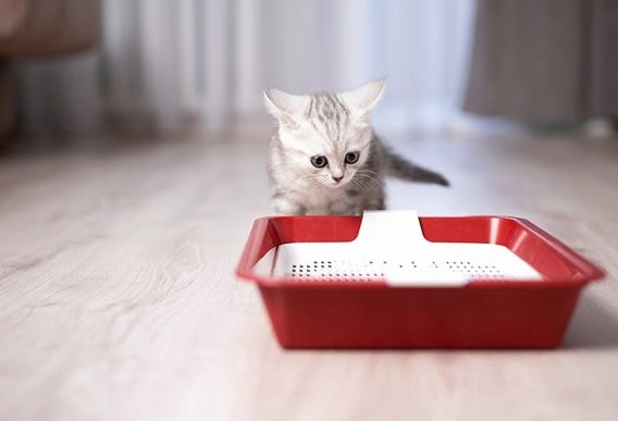 kitten not using litter box kitten not using litter box