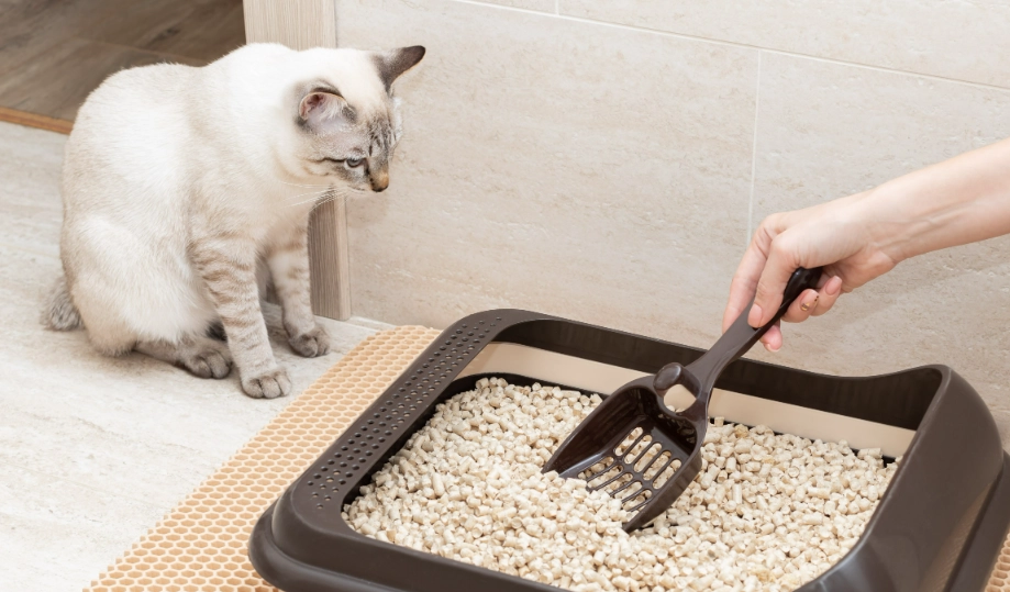 how to choose a kitten litter box how to choose a kitten litter box