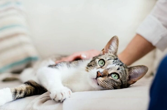 litter train kitten without litter box