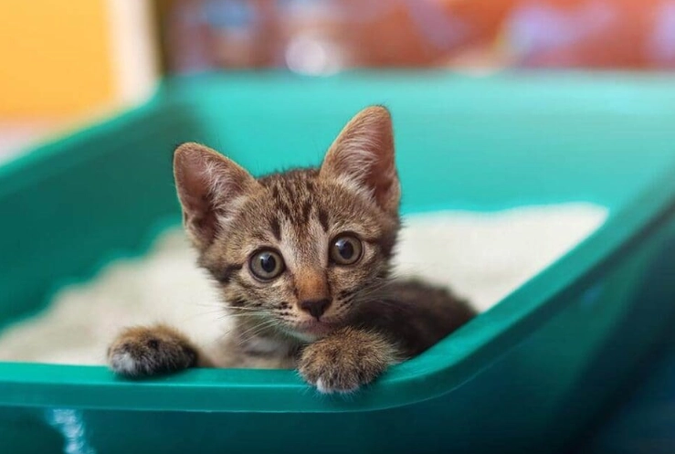 how to choose a kitten litter box how to choose a kitten litter box