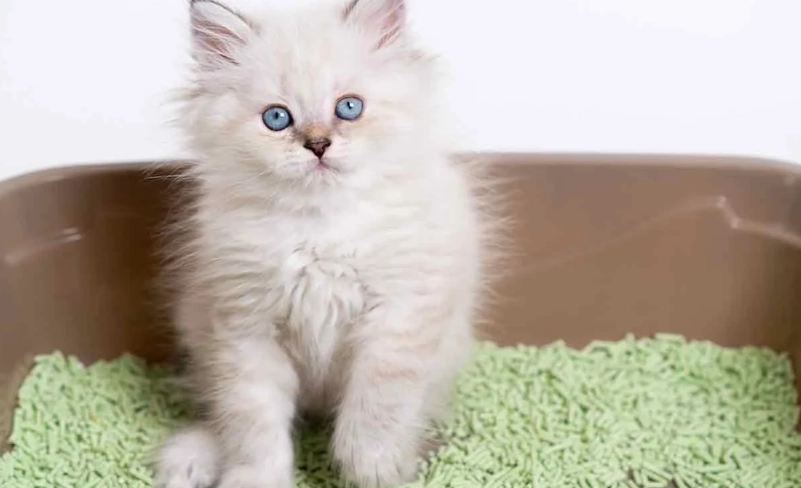 kitten litter box training kitten litter box training