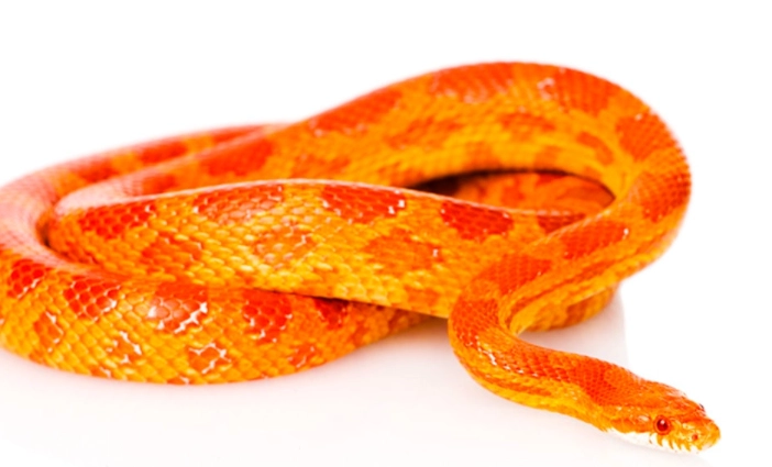 corn snake care difficulty