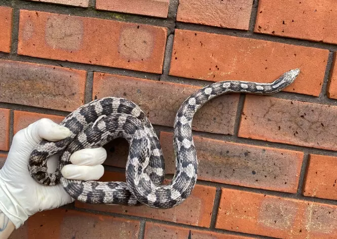 are corn snakes friendly