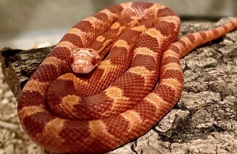 best beginner snakes