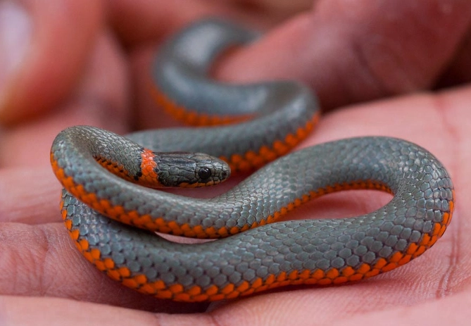 small pet snakes