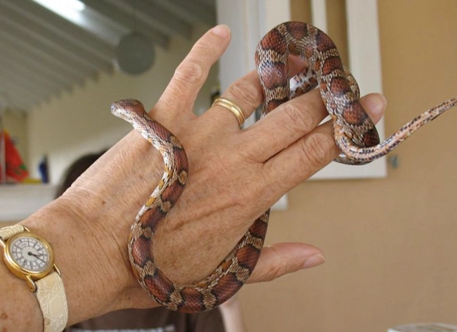 corn snake handling