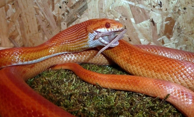 corn snake husbandry errors