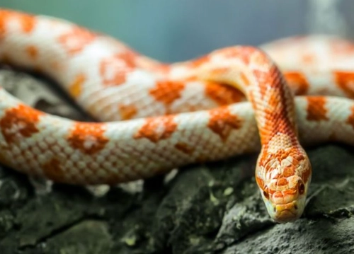 corn snake care guide