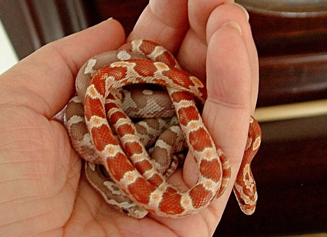 beginner corn snake setup