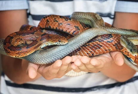 are corn snakes good pets