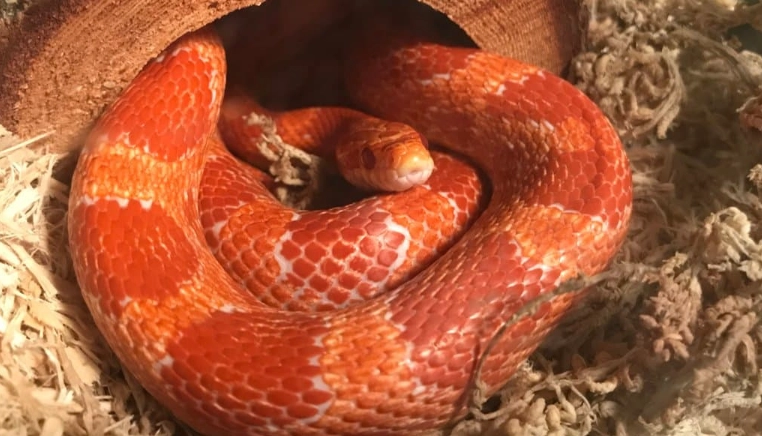 corn snake trouble
