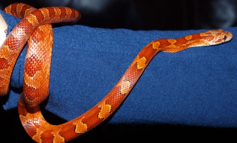 corn snake trouble