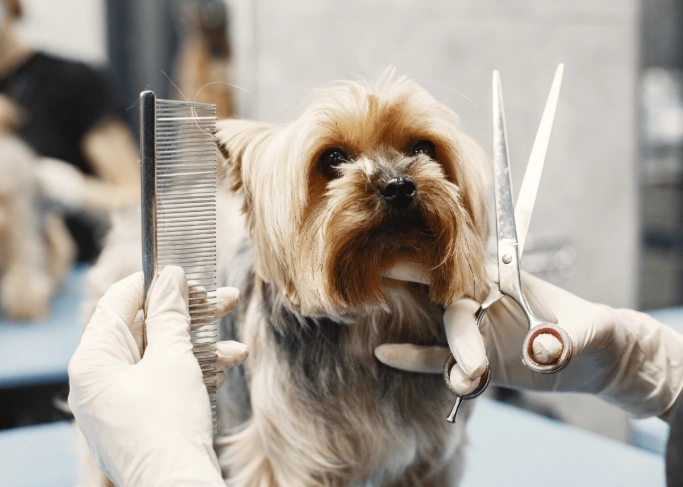 how to groom your dog at home