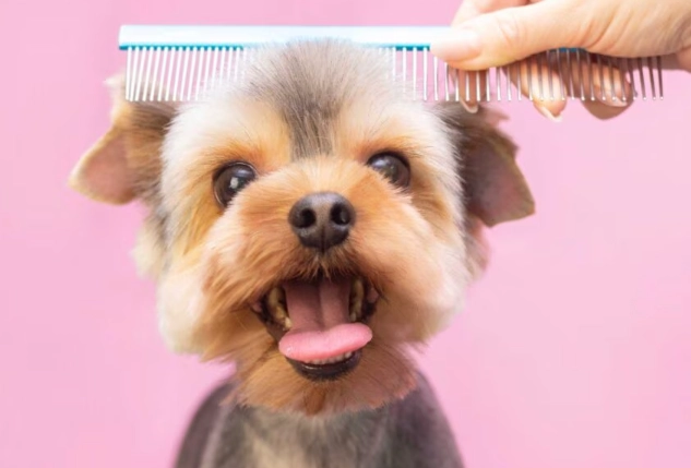professional dog grooming tips