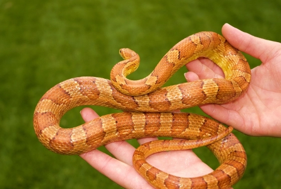 pet snake temperament
