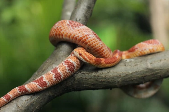 corn snake care mistakes