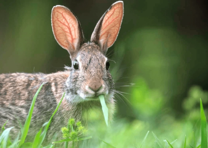wild rabbit diet