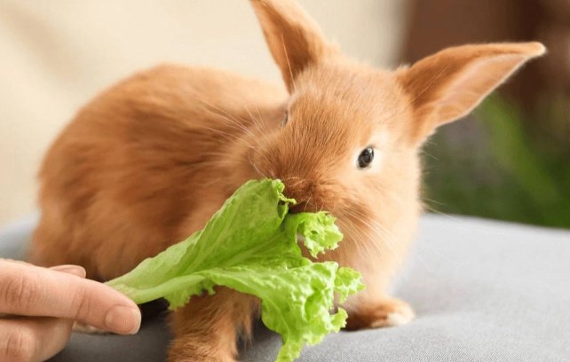 rabbit vegetables feeding schedule