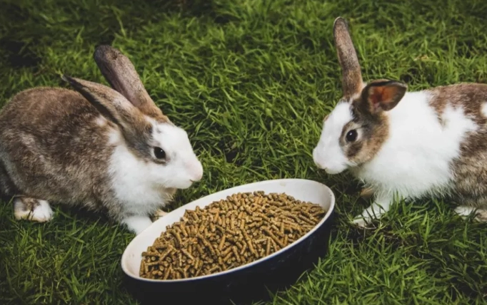 toxic foods for rabbits