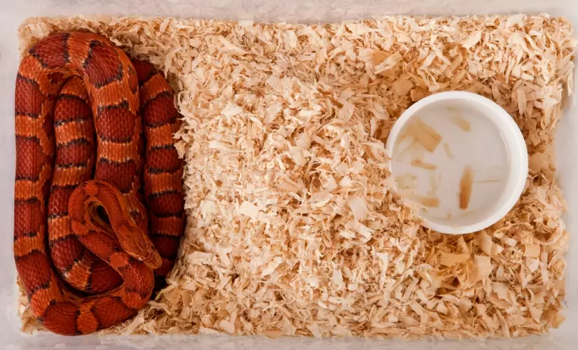 how to take care of a snake for beginners how to take care of a snake for beginners