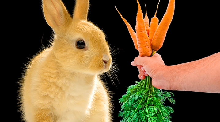 rabbit diet vegetables amount