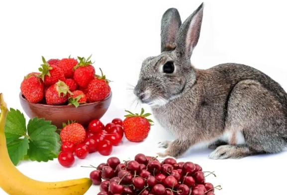 rabbit diet fruits