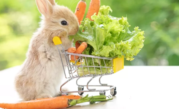 Safe vegetables for rabbits