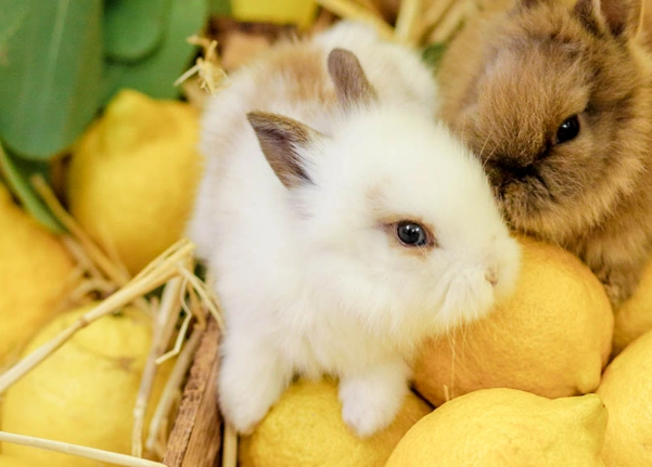 safe fruits for rabbits