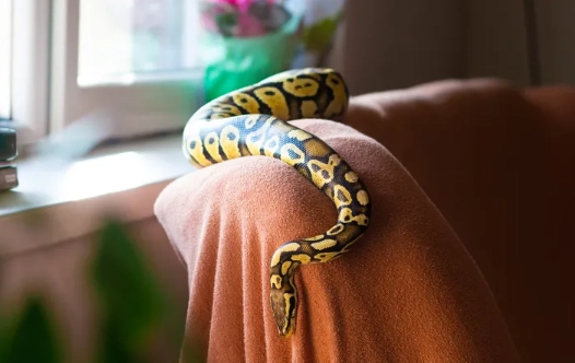 snake enclosure setup snake enclosure setup