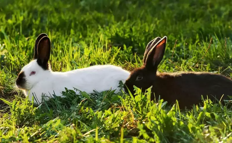 rabbit vegetables feeding schedule