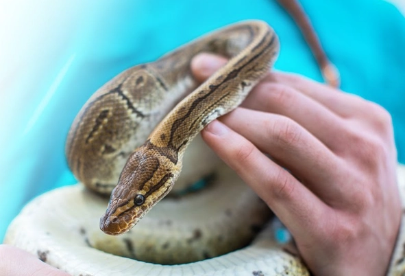 beginner friendly pet snakes beginner friendly pet snakes