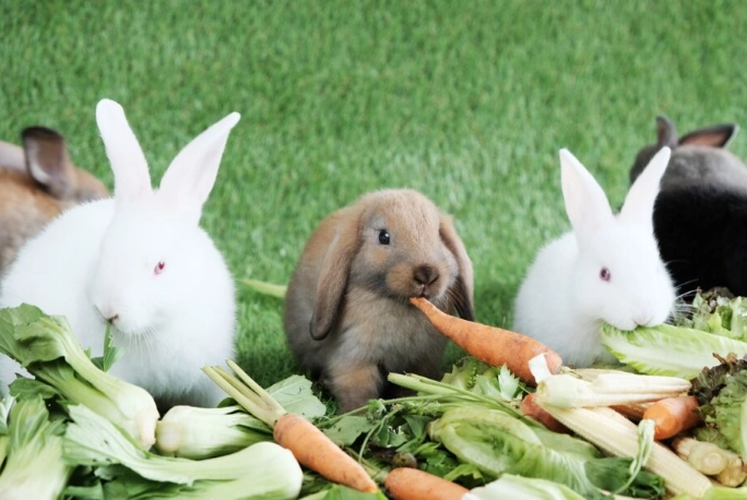 what to feed rabbits