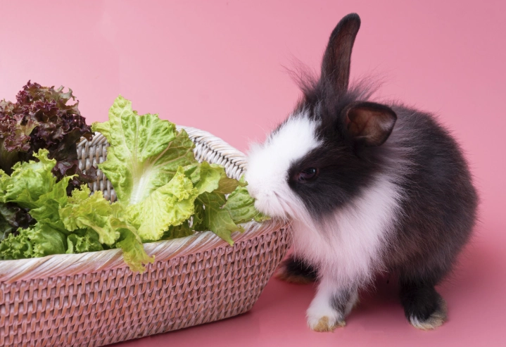 rabbit diet vegetables amount