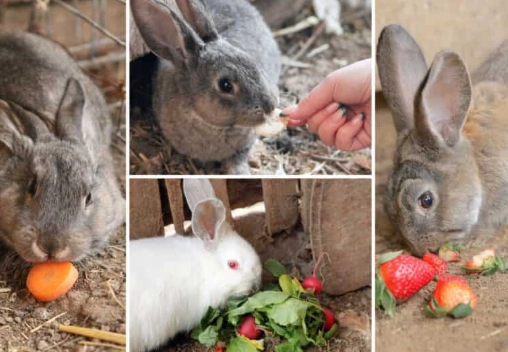 rabbit daily fruit