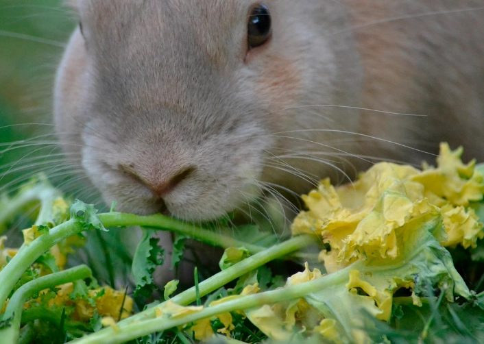 wild rabbit diet