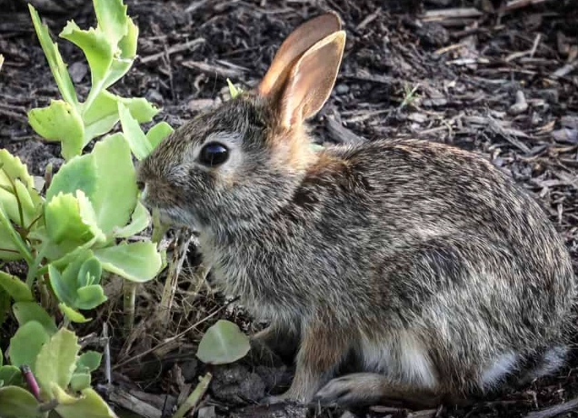 rabbit natural habitat food