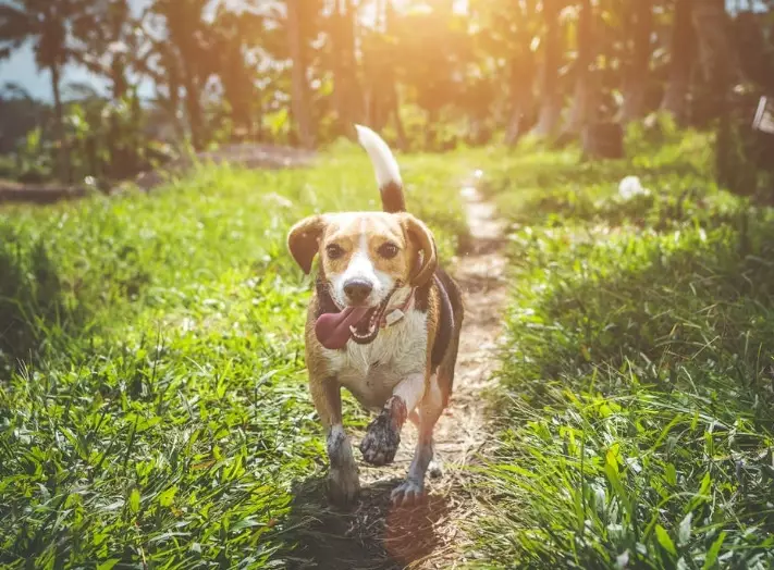 hidden dog illnesses