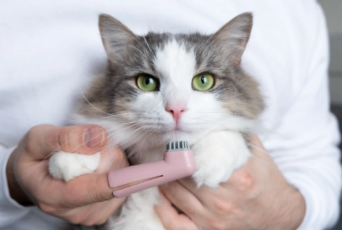 hidden dog illnesses