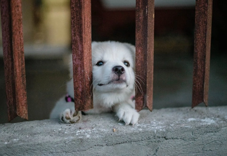 hidden dog illnesses