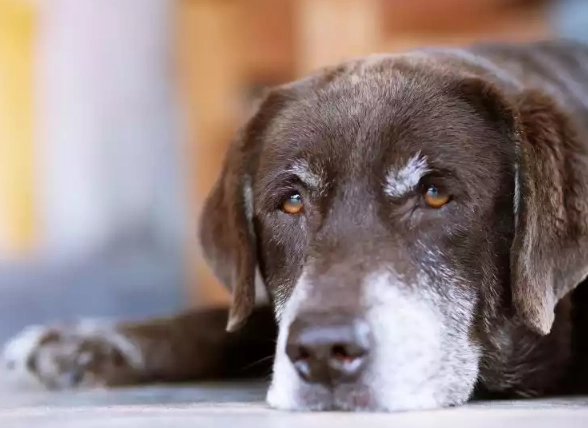 hemangiosarcoma in dogs