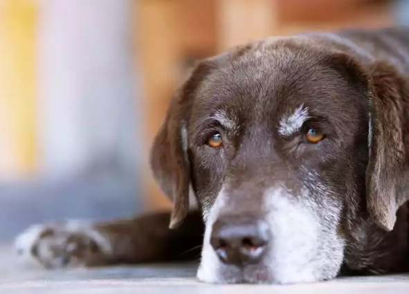 signs dog dying hemangiosarcoma