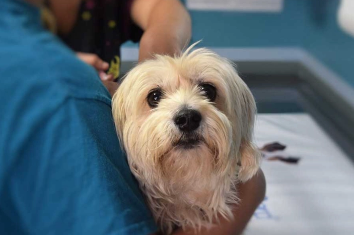 euthanasia for dogs with cancer euthanasia for dogs with cancer