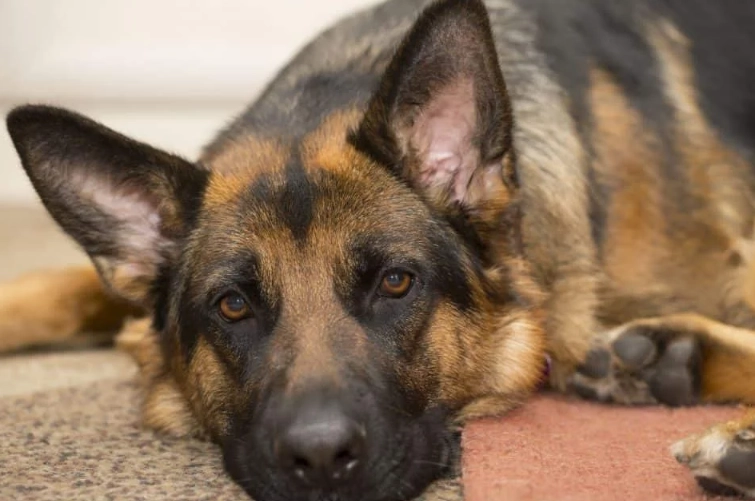 euthanasia for dogs with cancer euthanasia for dogs with cancer