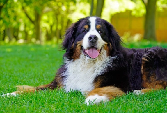 asymptomatic dog diseases