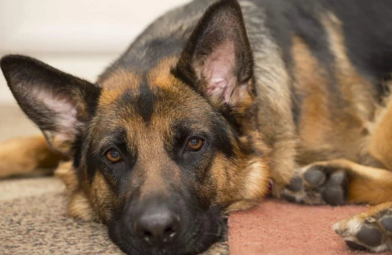 euthanasia for dogs with cancer euthanasia for dogs with cancer