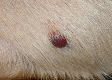 skin tumor in dogs