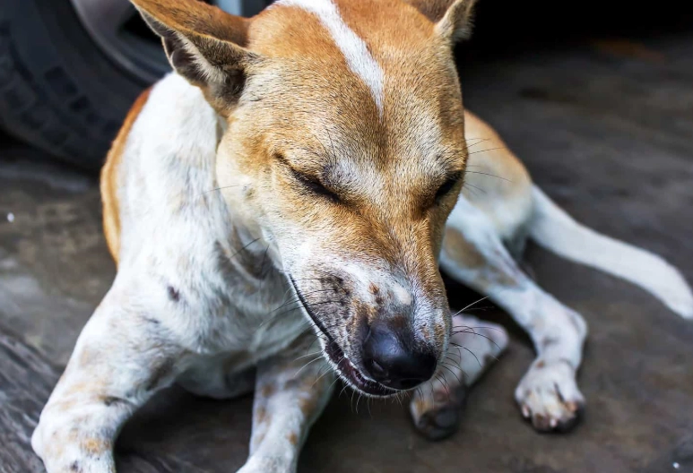 silent killer in dogs symptoms