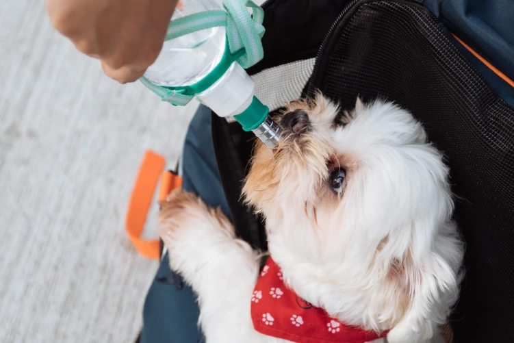 dog kidney failure symptoms