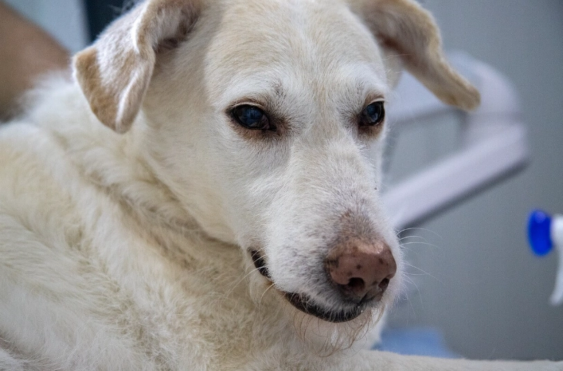 dog hemangiosarcoma symptoms dog hemangiosarcoma symptoms