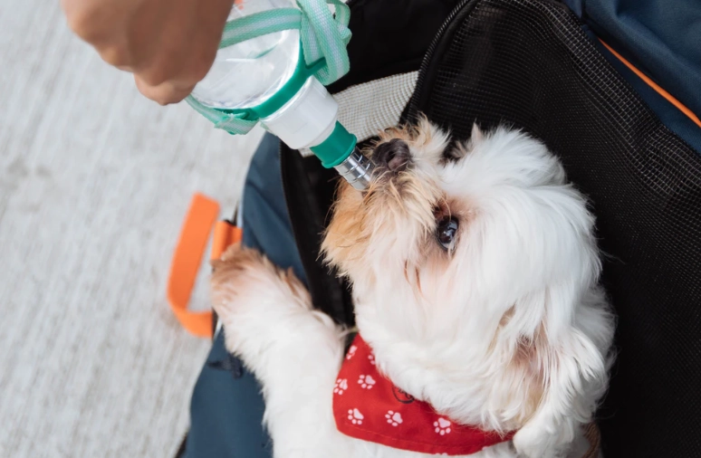 silent killer in dogs symptoms